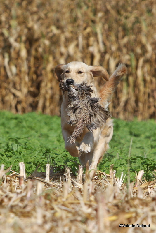 Field Erstein 09 (177).JPG